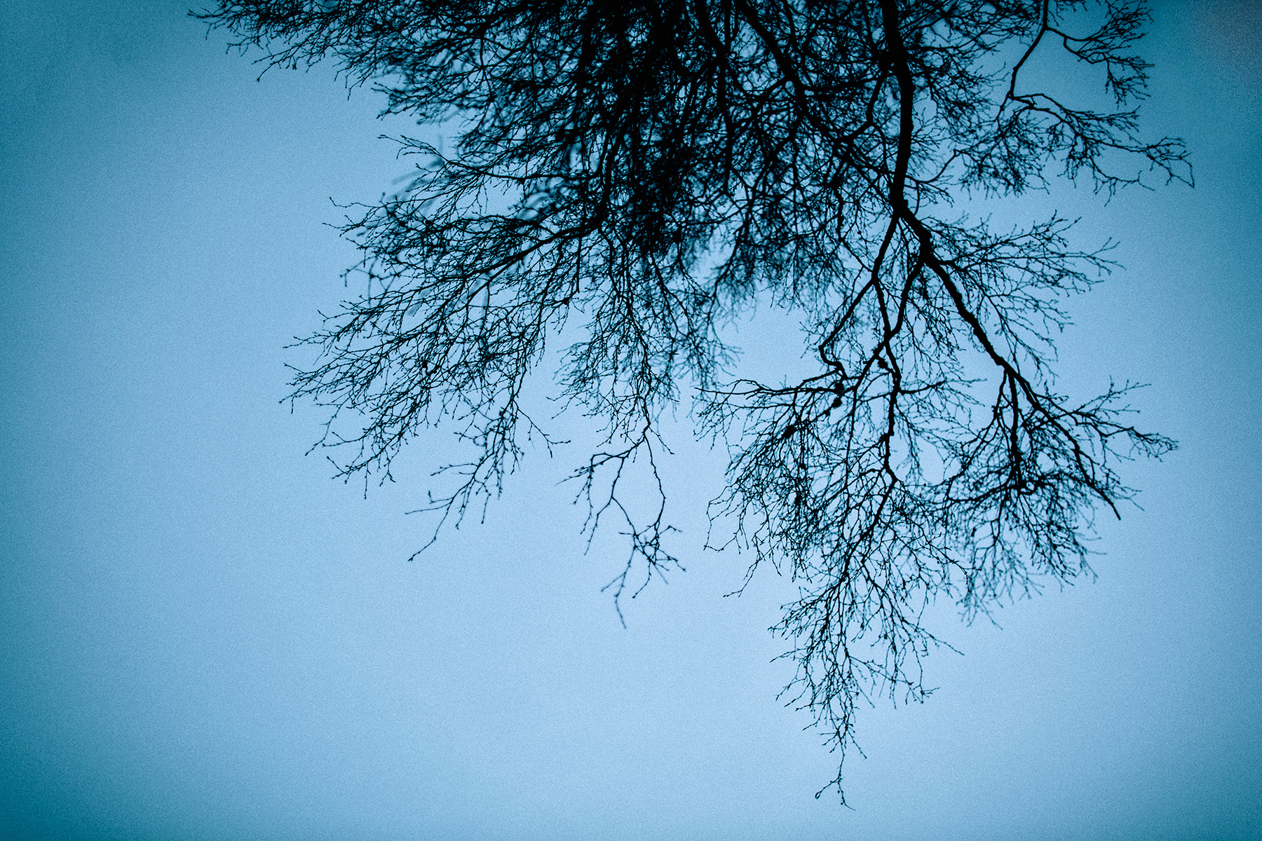 Artistic photographs of branches, silhouetting on a backround of the blue dusk skies