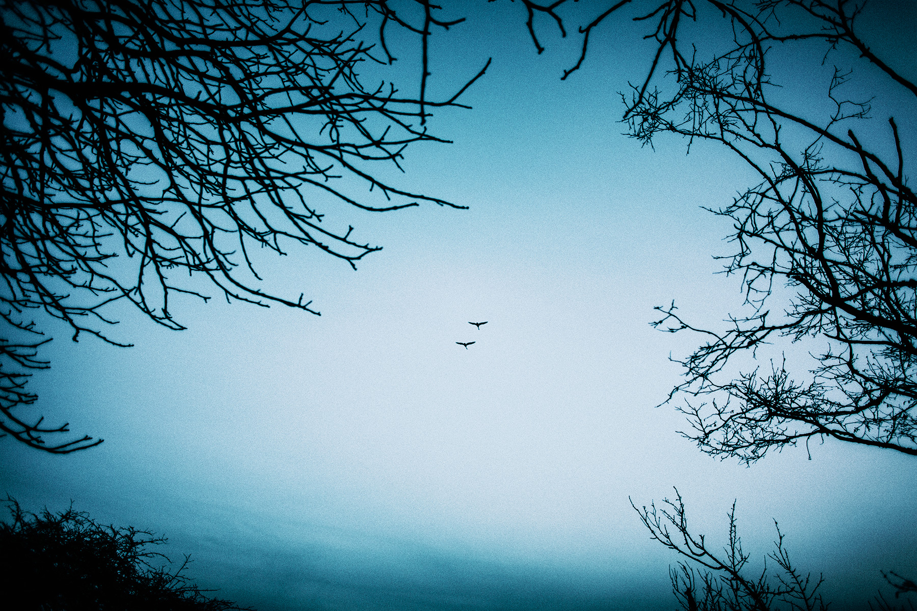 Artistic photographs of branches, silhouetting on a backround of the blue dusk skies