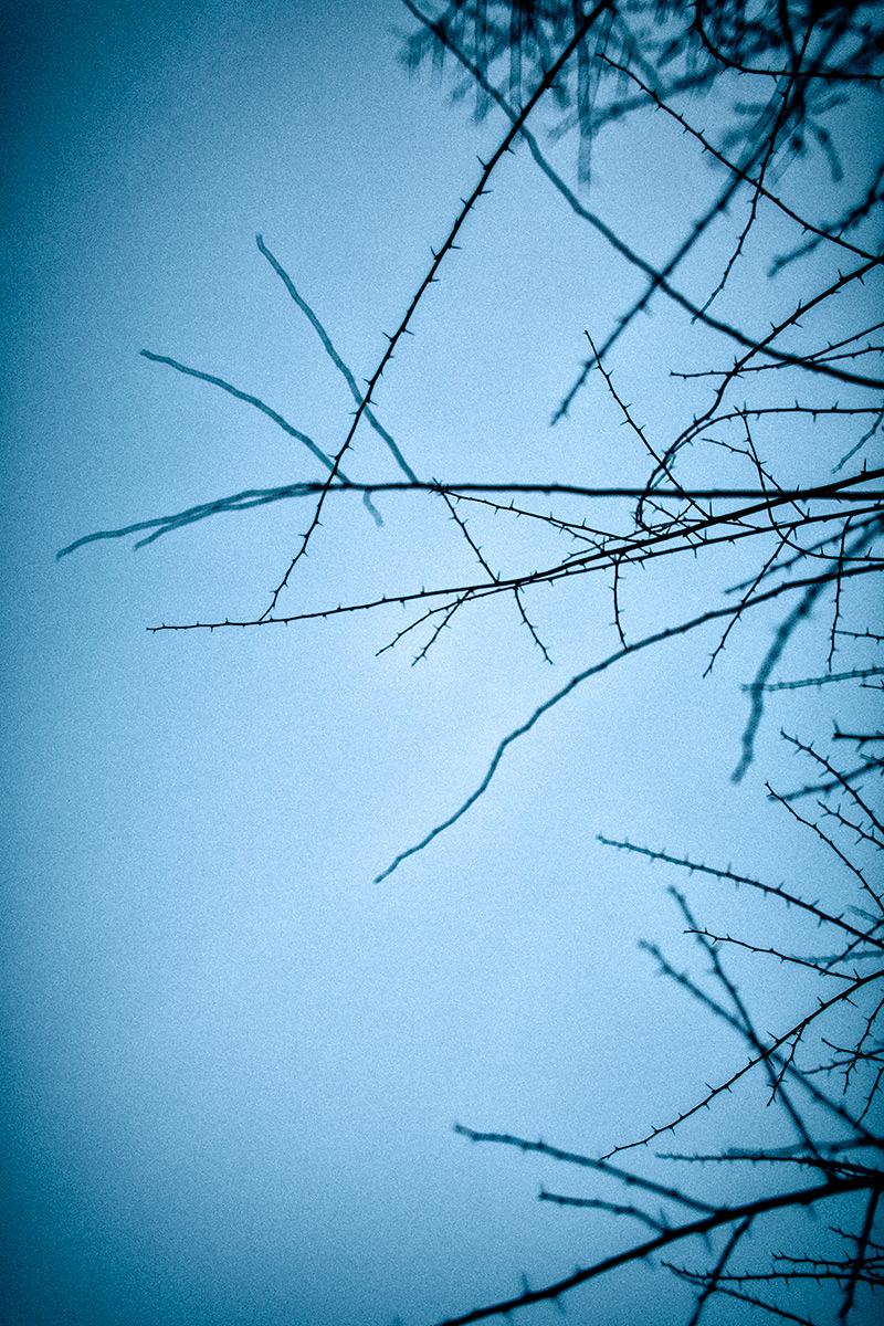 Artistic photographs of branches, silhouetting on a backround of the blue dusk skies