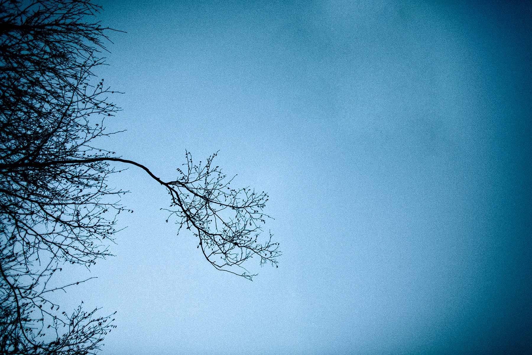 Artistic photographs of branches, silhouetting on a backround of the blue dusk skies