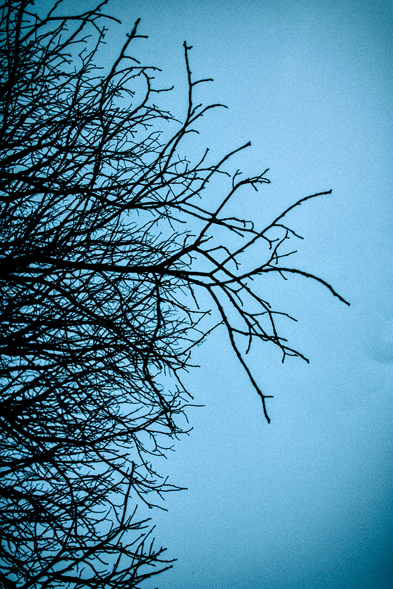 Artistic photographs of branches, silhouetting on a backround of the blue dusk skies