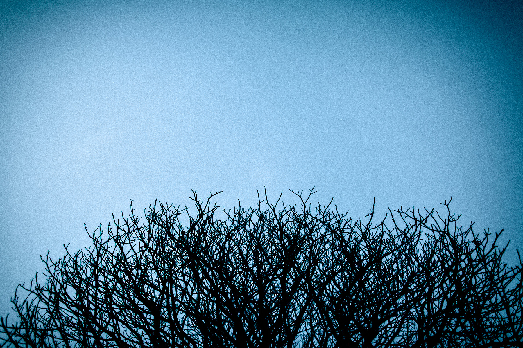 Artistic photographs of branches, silhouetting on a backround of the blue dusk skies