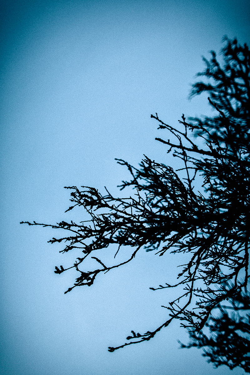 Artistic photographs of branches, silhouetting on a backround of the blue dusk skies