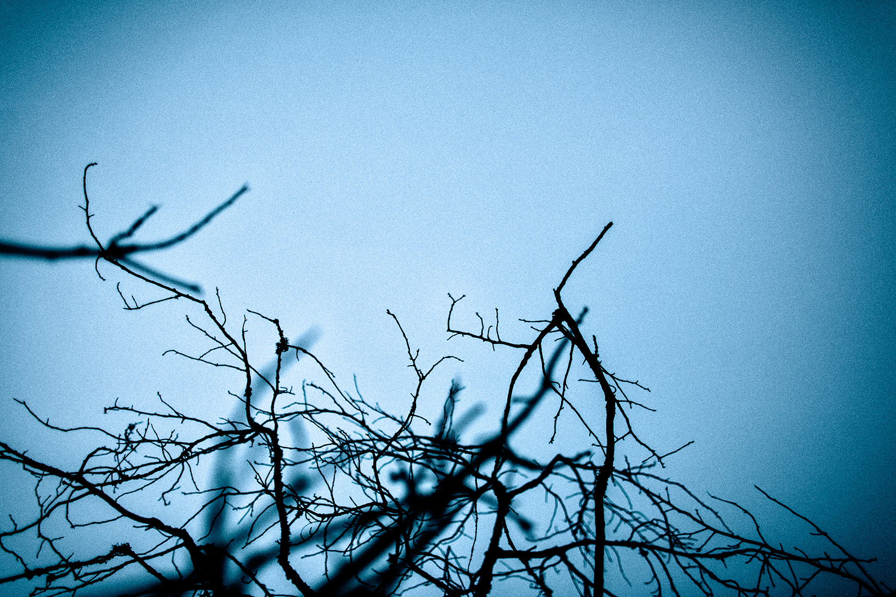 Artistic photographs of branches, silhouetting on a backround of the blue dusk skies