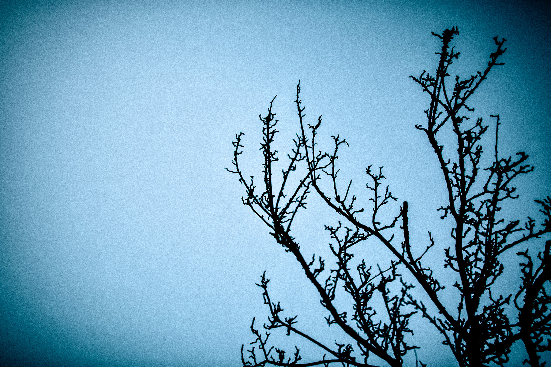 Artistic photographs of branches, silhouetting on a backround of the blue dusk skies